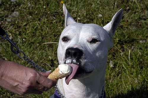 Dog ice cream