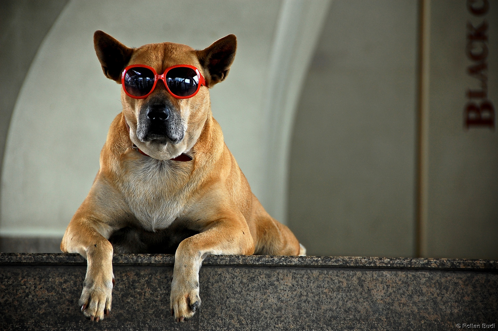 Dog with glasses