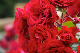 "Stop and smell the Roses"